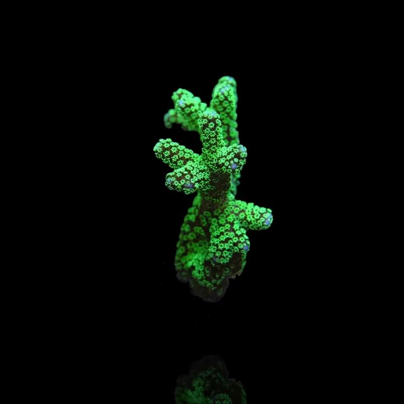 Seriatopora Caliendrum kaufen? | Coralandfishstore.nl Seriatopora Caliendrum kaufen? | Coralandfishstore.nl