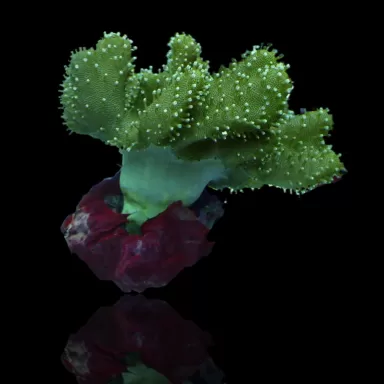 Lobophytum | Coralandfishstore.nl