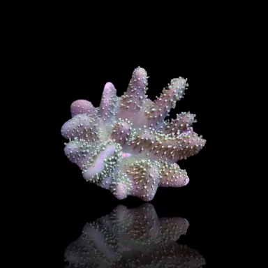 Lobophytum | Coralandfishstore.nl