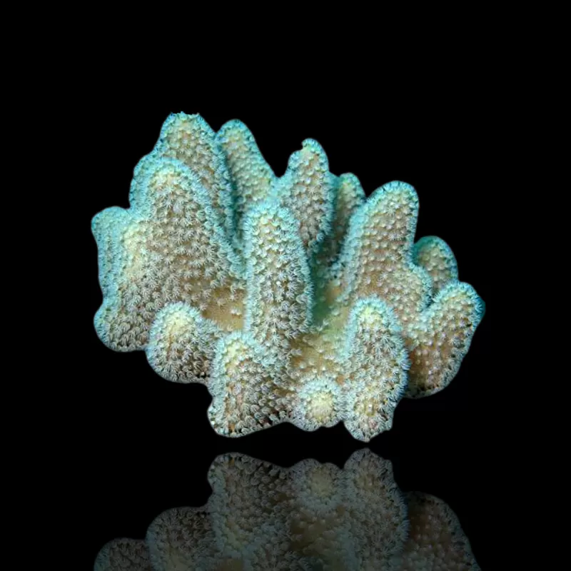 Lobophytum sp (L) Bali| Coralandfishstore.nl Lobophytum sp (L) Bali| Coralandfishstore.nl