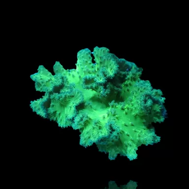 Kaufen Sie Sinularia Dura Green - Garnelen-Knistertuch | Coralandfishstore.nl