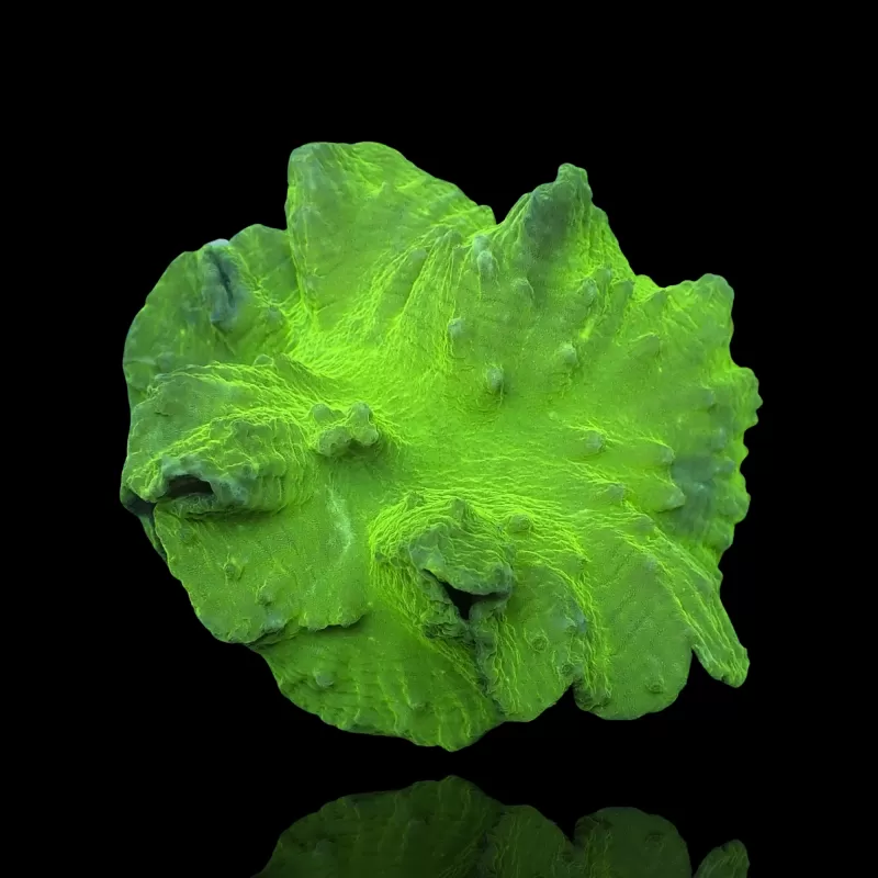 Kaufen Sie Sinularia Dura Green- Kroepoek Leather | Coralandfishstore.nl Kaufen Sie Sinularia Dura Green- Kroepoek Leather | Coralandfishstore.nl