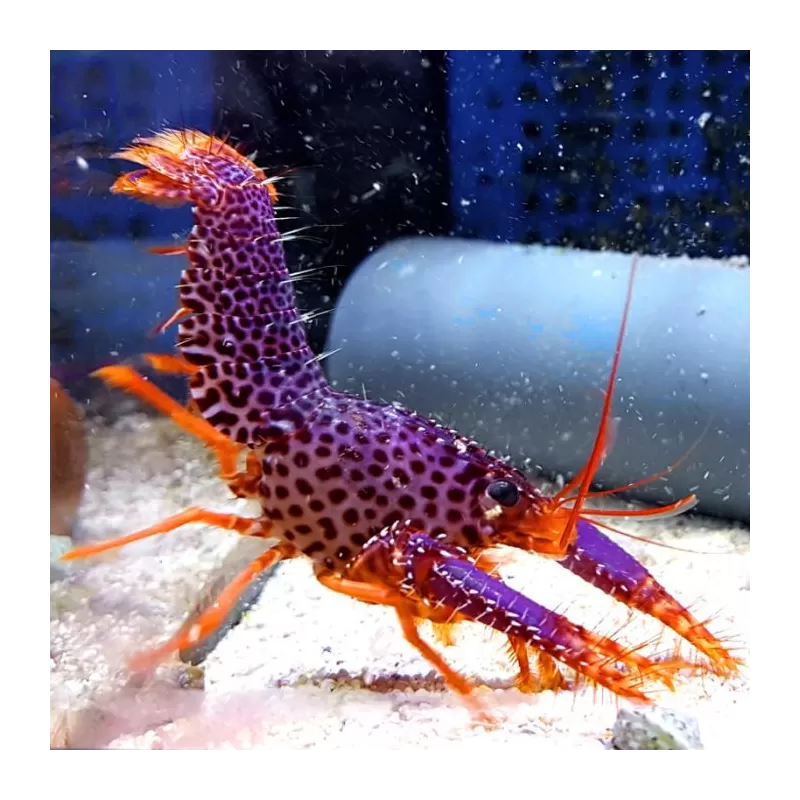 Enoplometopus Debelius | Coralandfishstore.nl ✔ Niedrigster Preis Enoplometopus Debelius | Coralandfishstore.nl ✔ Niedrigster Preis
