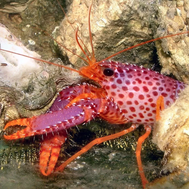 Enoplometopus Debelius | Coralandfishstore.nl ✔ Niedrigster Preis Enoplometopus Debelius | Coralandfishstore.nl ✔ Niedrigster Preis