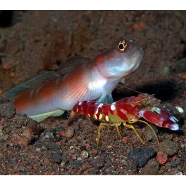 Alpheus Pistolengarnelen | Coralandfishstore.nl. ✔ Niedrigster Preis