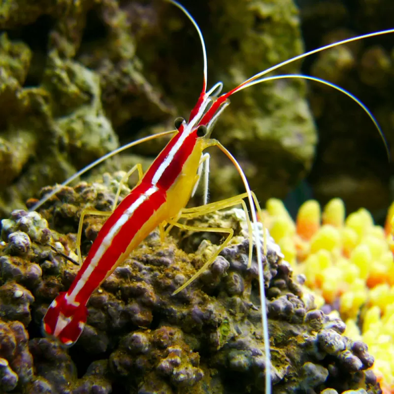 Lysmata Amboiensis (L) | Coralandfishstore.nl ✔ Niedrigster Preis Lysmata Amboiensis (L) | Coralandfishstore.nl ✔ Niedrigster Preis