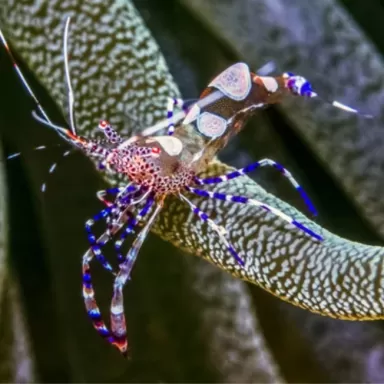 Perilimenes sp.