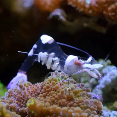 Perilimenes sp. bestellen ? l Coralandfishstore.nl