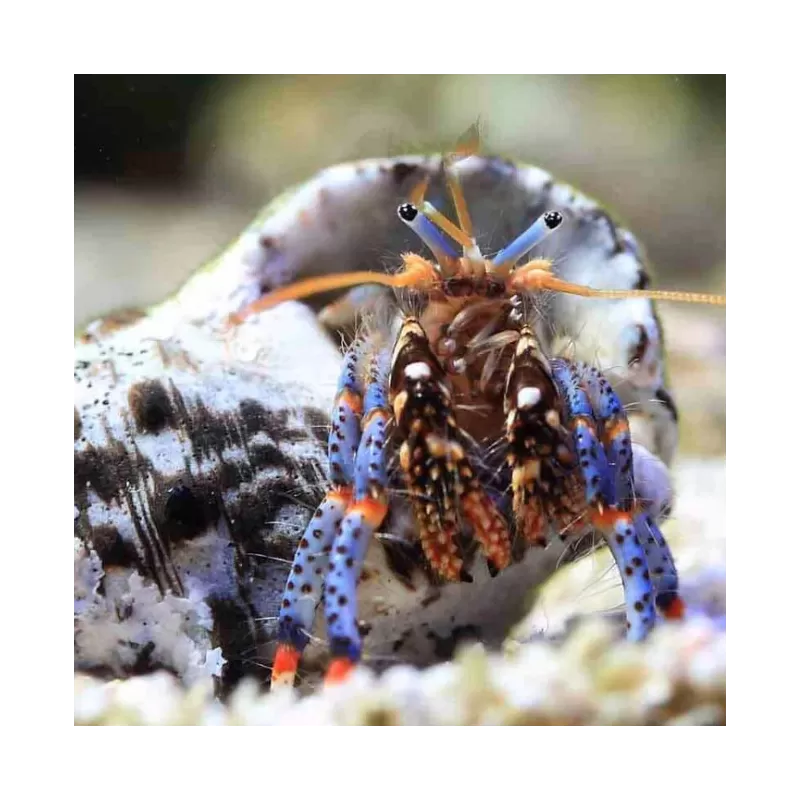 Clibanarius sp. - Einsiedlerkrebs Clibanarius sp. - Einsiedlerkrebs