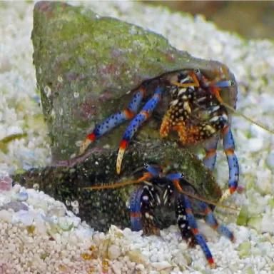 Clibanarius sp. - Einsiedlerkrebs