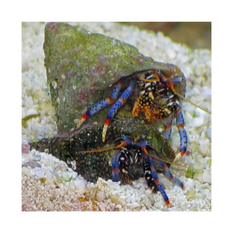 Clibanarius sp. - Einsiedlerkrebs Clibanarius sp. - Einsiedlerkrebs
