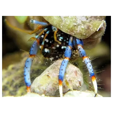 Clibanarius sp. - Einsiedlerkrebs