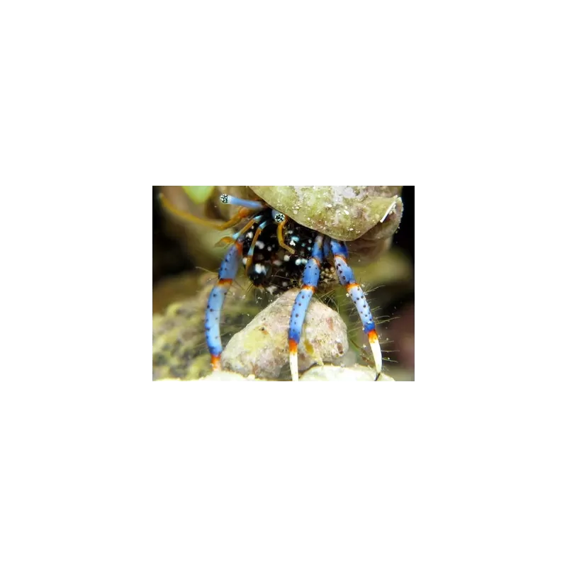 Clibanarius sp. - Einsiedlerkrebs Clibanarius sp. - Einsiedlerkrebs