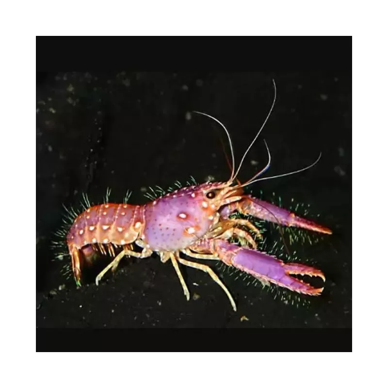 Enoplometopus Daumi - Lila Riffhummer ✔ Einfach online bestellen! ✔ Niedrigster Preis Enoplometopus Daumi - Lila Riffhummer ✔ Einfach online bestellen! ✔ Niedrigster Preis