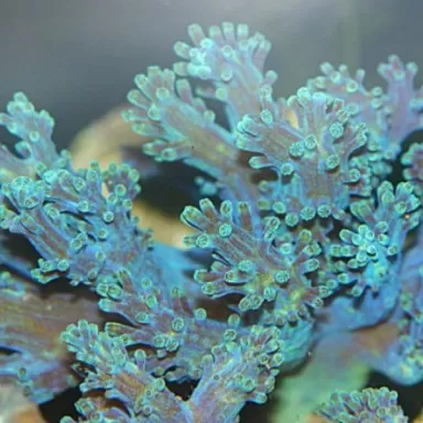Möchten Sie Cespitularia sp Phosphorus Blue Kenya bestellen? l Coralandfishstore.nl Möchten Sie Cespitularia sp Phosphorus Blue Kenya bestellen? l Coralandfishstore.nl
