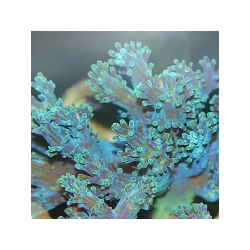 Cespitularia sp Fosfor Blue Kenya bestellen? l Coralandfishstore.nl Cespitularia sp Fosfor Blue Kenya bestellen? l Coralandfishstore.nl