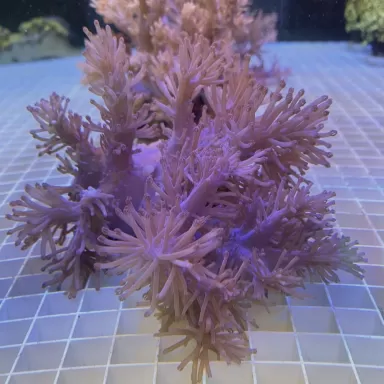 Commander Cespitularia sp Phosphorus Blue Kenya ? l Coralandfishstore.nl