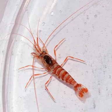 Lysmata Kükenthali | Coralandfishstore ✔ Einfach online bestellen! ✔ Niedrigster Preis