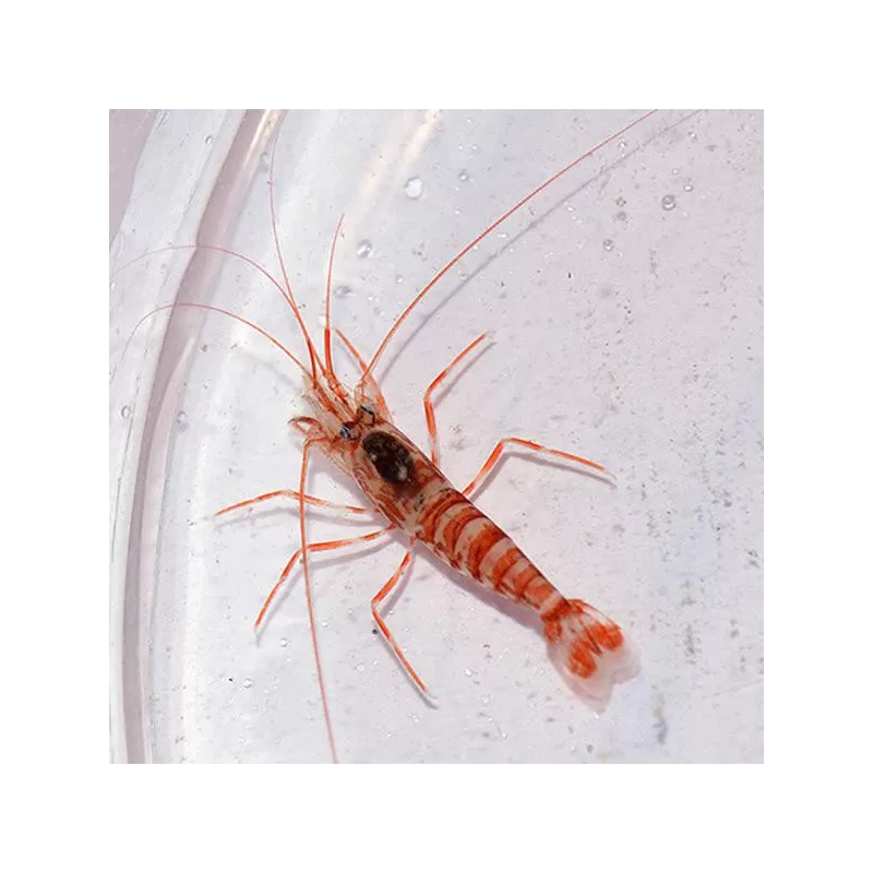 Lysmata Kuekenthali kopen?| Coralandfishstore Lysmata Kuekenthali kopen?| Coralandfishstore
