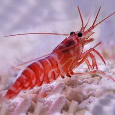 Lysmata Kükenthali | Coralandfishstore ✔ Einfach online bestellen! ✔ Niedrigster Preis