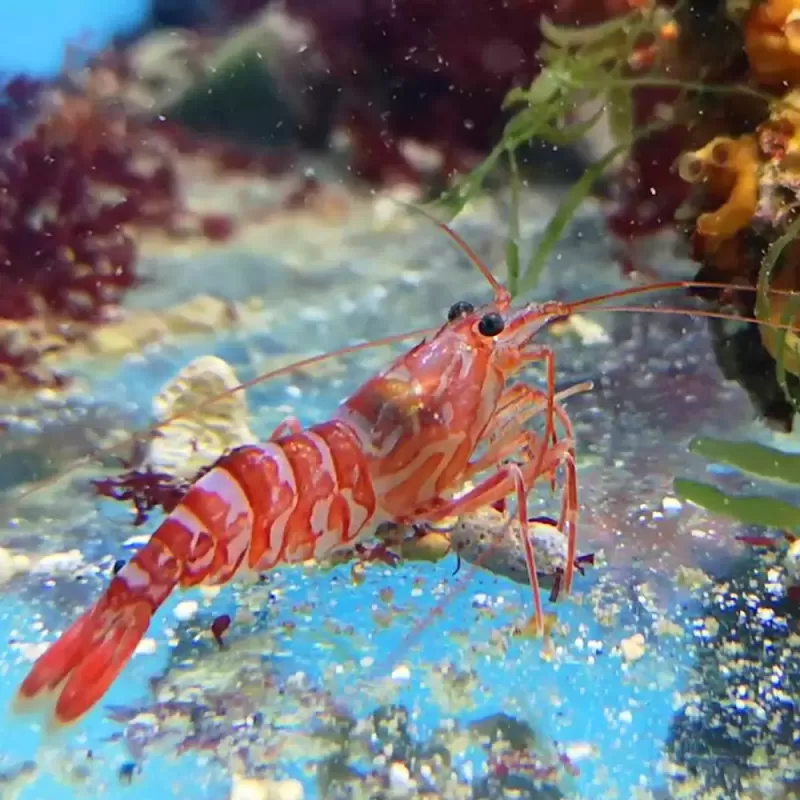 Lysmata Kükenthali | Coralandfishstore ✔ Einfach online bestellen! ✔ Niedrigster Preis Lysmata Kükenthali | Coralandfishstore ✔ Einfach online bestellen! ✔ Niedrigster Preis