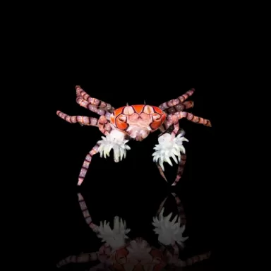 Die Lybia Tessellata ist uns als Boxerkrabbe oder Pomponkrabbe bekannt.