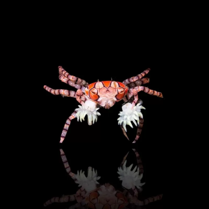 Lybia Tessellata ist uns als Boxerkrabbe oder Pomponkrabbe bekannt Lybia Tessellata ist uns als Boxerkrabbe oder Pomponkrabbe bekannt