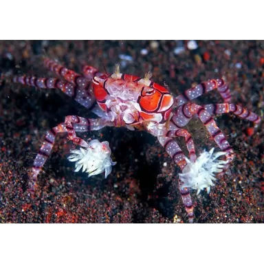 Die Lybia Tessellata ist uns als Boxerkrabbe oder Pomponkrabbe bekannt.