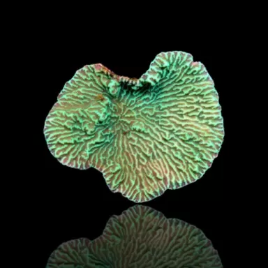 Vous souhaitez acheter du Merulina Ampliata taille L ? | Coralandfishstore.nl
