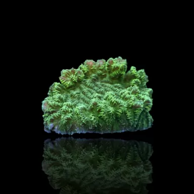 Merulina Ampliata Green M-Size bestellen? l Coralandfishstore.nl