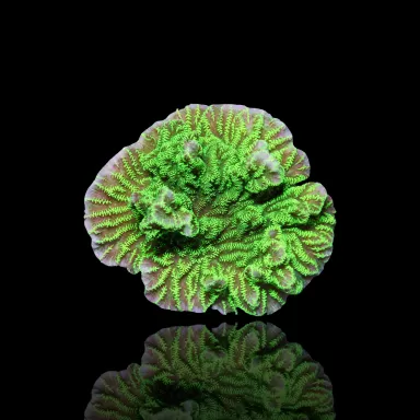 Merulina Ampliata Green M-Size bestellen? l Coralandfishstore.nl