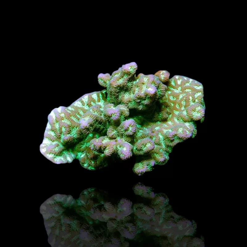Merulina Ampliata Green M-Size bestellen? l Coralandfishstore.nl Merulina Ampliata Green M-Size bestellen? l Coralandfishstore.nl