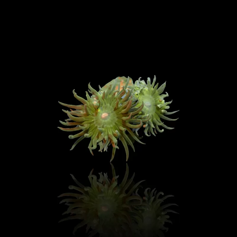 Duncanopsammia Ultra Green
