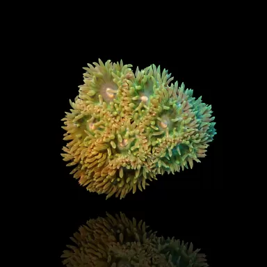 Duncanopsammia Axifuga  Australie kopen? | Coralandfishstore.nl