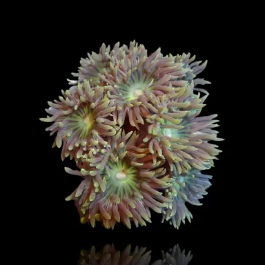 Duncanopsammia Axifuga in Australien kaufen? | Coralandfishstore.nl