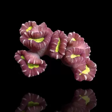 Möchten Sie Caulastrea echinulata Australien (pro Stück) bestellen? l Coralandfishstore.nl