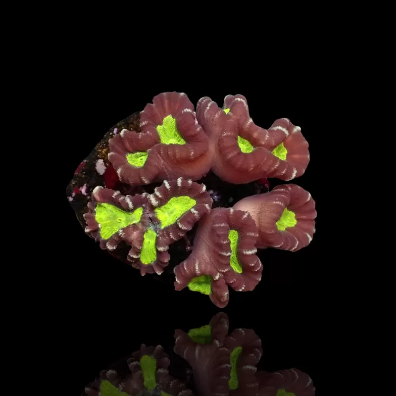 Caulastrea Echinulata Fluo Groen hart Caulastrea Echinulata Fluo Groen hart