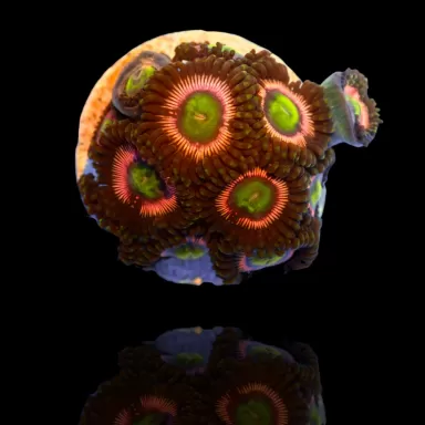 Zoanthus Herr der Ringe Größe S| Coralandfishstore.nl