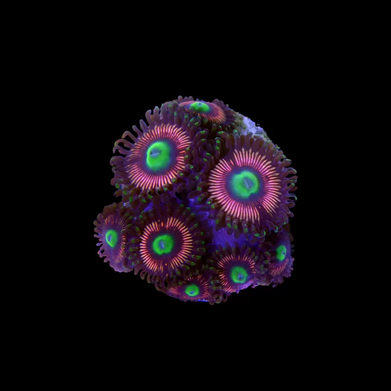 Zoanthus Herr der Ringe Größe S| Coralandfishstore.nl Zoanthus Herr der Ringe Größe S| Coralandfishstore.nl