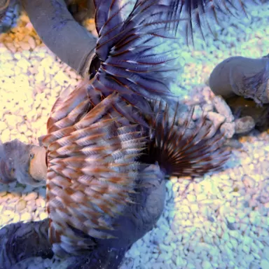 Sabellastarte sp Soft Tube Worm | Coralandfishstore.nl