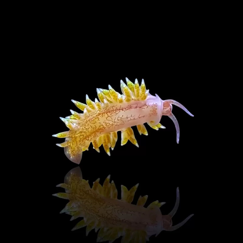 Kaufen Sie Berghia-Nacktschnecke | Coralandfishstore.nl Kaufen Sie Berghia-Nacktschnecke | Coralandfishstore.nl