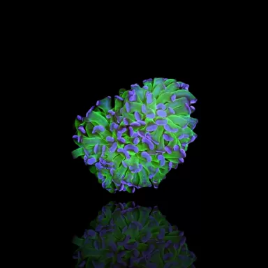 Achetez Euphyllia Paraancora Vert-violet | Coralandfishstore.nl