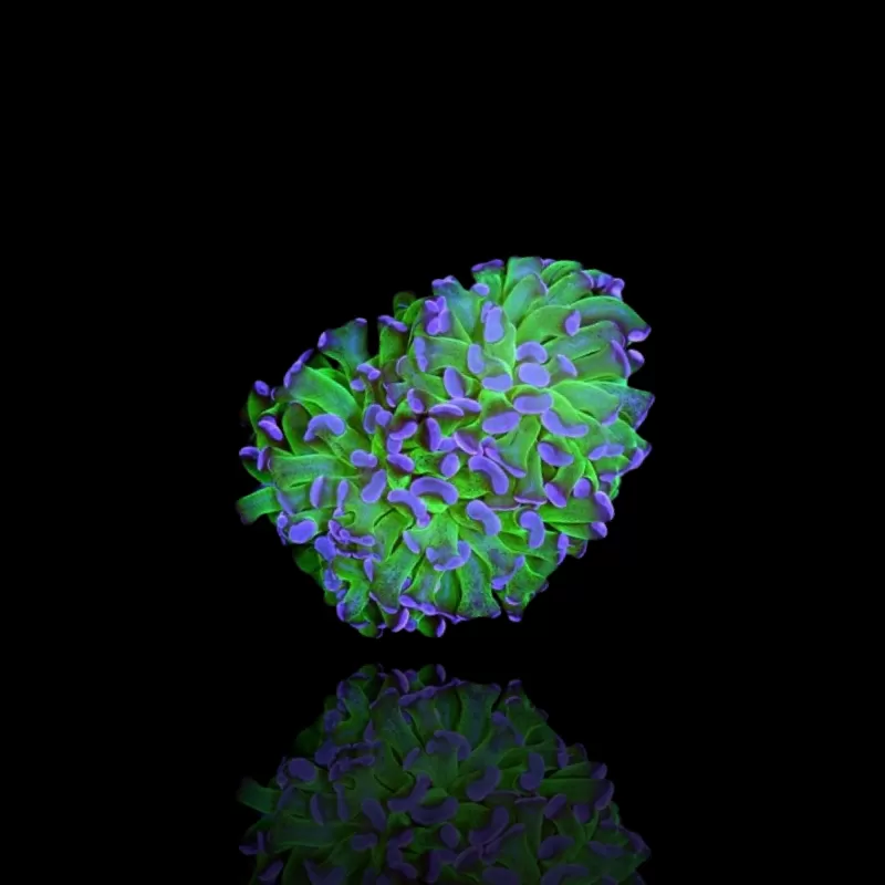 Kaufen Sie Euphyllia paraancora Grün-Lila | Coralandfishstore.nl Kaufen Sie Euphyllia paraancora Grün-Lila | Coralandfishstore.nl