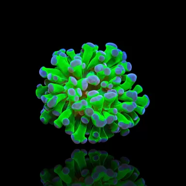 Kaufen Sie Euphyllia paraancora Grün-Lila | Coralandfishstore.nl