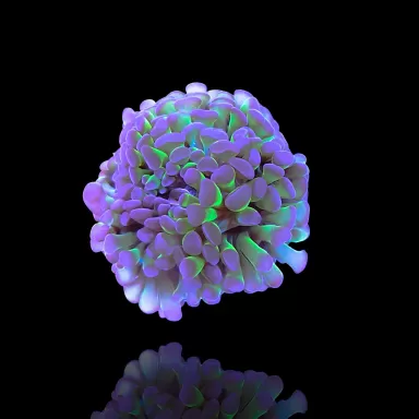 Kaufen Sie Euphyllia paraancora Grün-Lila | Coralandfishstore.nl