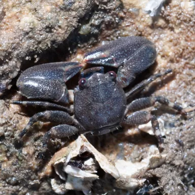 Petrolistes sp. bestellen ? l Coralandfishstore.nl