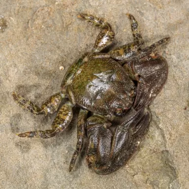 Petrolistes sp.