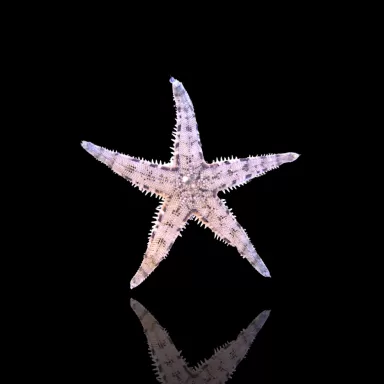 Coral and Fishstore - Archaster Typicus oder der sandsiebende Seestern