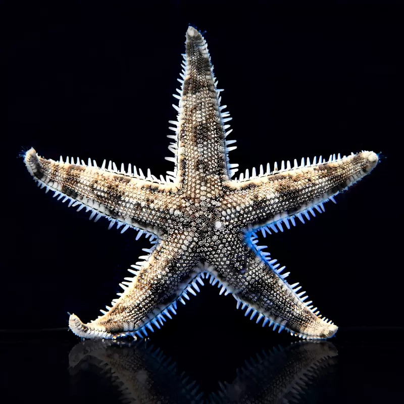 Coral and Fishstore - Archaster Typicus oder der sandsiebende Seestern