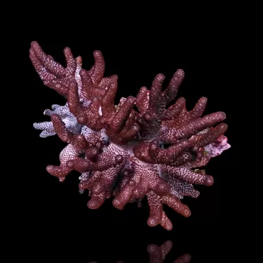 Cladiella Halversoni kaufen | Coralandfishstore.nl Cladiella Halversoni kaufen | Coralandfishstore.nl